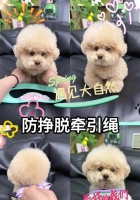 如何正确使用狗的牵引绳（让您与宠物一起愉快散步的关键技巧）