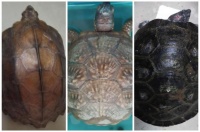 合法饲养水生野生动物指南：规避风险，安心养殖