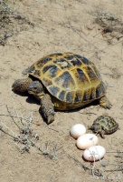 陆龟是凶龟还是吉龟