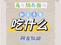 辐射龟吃什么？这些食物清单一定要牢记！