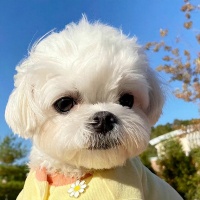 选择高口碑狗粮攻略，2025口碑狗粮放心囤清单！