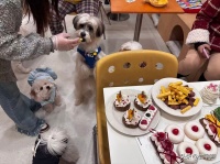 武汉小狗自助餐刷屏，128元一位按体重收费，养宠人为何愿意买单