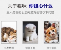 姬卉帕缇朵C3无麸质奶糕猫粮 护佑幼猫健康安全成长