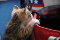 猫咪有的行为铲屎官不能纵容，小猫这3种行为，若不管教可能骄纵