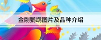 金刚鹦鹉图片及品种介绍