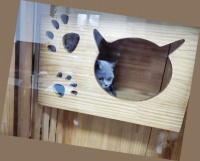 过年“猫”在家：养宠如何玩儿出花？新年催热“它经济”