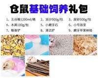 如何正确饲养金仓鼠（金仓鼠的特点和养护技巧）宠物屋