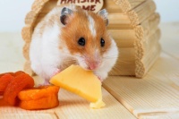 仓鼠鼠粮没了暂时吃啥（自己给仓鼠自制营养鼠粮） – 阿宝宠物网