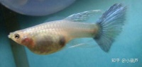 揭秘孔雀鱼苗喂养技巧：丰年虾喂食量全攻略！