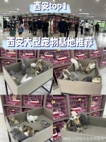 西安宠物市场地址电话?这里安全可靠还能实地选宠物不虚此行