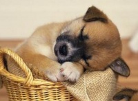 谁说宠物狗不中暑？教你三招让狗狗