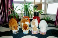 猫营养膏能像说明书一样一天两次吗，猫营养膏食用量