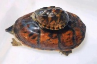 不知道迷你麝香龟吃什么食物？看这里