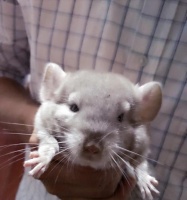 龙猫断奶时间及相关注意事项（龙猫断奶时间、喂养方式、健康指导与调理方法）宠物屋