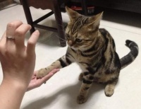 新手养猫必备技巧：如何训练猫咪和你握手？