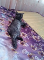 小猫不能吃牛肉？为什么它们会过敏？