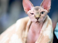 猫过敏检查费用是多少（如何预防猫过敏的几种方法）