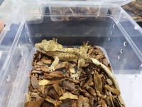 为什么养宠物蛇不能养两只狗（养蛇与狗相处的安全隐患）