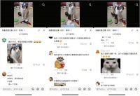 一只不会答题只会蒙的“笨猫”，凭什么承包笑点？