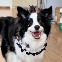 老年犬营养品推荐，有哪些牌子好？