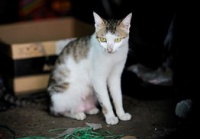 怎么用宠物猫变现