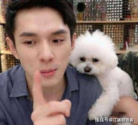 夏天比熊犬胃口不好怎么办？这6招帮你解决