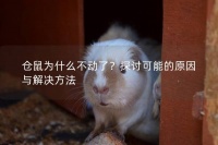 仓鼠为什么不动了？探讨可能的原因与解决方法