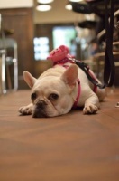 养小狗狗需要注意些什么？从饮食到护理，打造健康小萌宠！