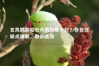 玄凤鹦鹉和牡丹鹦鹉哪个好？各自优缺点详解，助你选择