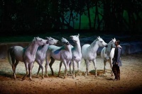 10个关于马的常识等你Get！