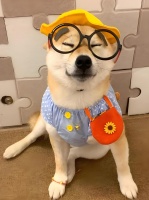 狗狗掉毛严重正常吗？