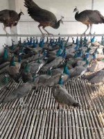 哪里买孔雀,孔雀养殖场祥宸养殖场