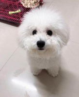 宠物狗洗涤液怎么配的好