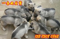 广州花都哪里有肉狗苗卖多少钱一只