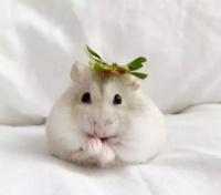 ​仓鼠的寿命一般有多长？死前有什么征兆