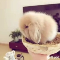 [侏儒兔批发]侏儒兔 【宠物兔】迷你兔，道奇，垂耳兔，猫猫兔，大型宠物兔价格180元/只