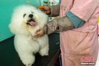 从马戏之乡到萌宠之都 皖北宿州“掘金”宠物经济