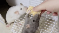 老爸帮女儿喂宠物鼠，女儿却问老爸怎么多了一只。网友：中华田园鼠