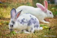 散养兔子总生病？掌握这5招让兔兔健康撒欢！