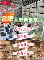 合肥买宠物猫狗哪里比较安全？这儿有实体店可选，放心大胆挑吧