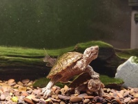 蛋龟饲养真相：适合忙碌上班族的“懒人宠物”，还是被高估的“水中刺头”？