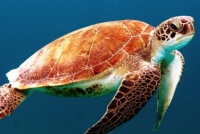 乌龟和海龟是两栖动物吗