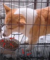 狗狗能不能吃“泡饭”？牙结石、口臭是怎么回事？ 解决狗狗食物问题的三大原则（狗狗饮食禁忌、健康食谱推荐）