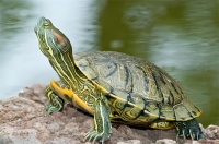 巴西红耳龟：一种被忽视的“生态杀手”宠物