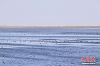 青海2025年秋季水鸟调查发现5种少见鸟类