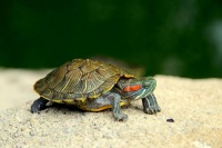 乌龟与狗，和谐共处新体验。