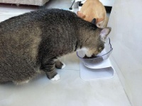 究竟什么样的猫粮才是好猫粮？看准这7种成分，八九不离十