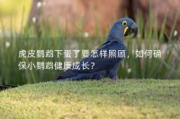 虎皮鹦鹉下蛋了要怎样照顾，如何确保小鹦鹉健康成长？