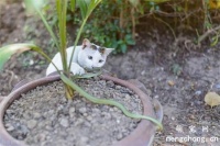 在自然界中猫怕蛇吗？