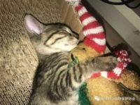 宠物猫怎么约疫苗